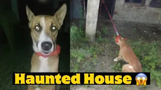 Visit Haunted House with My Dog Pluto | Street Dog Pluto