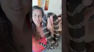 California Kingsnake