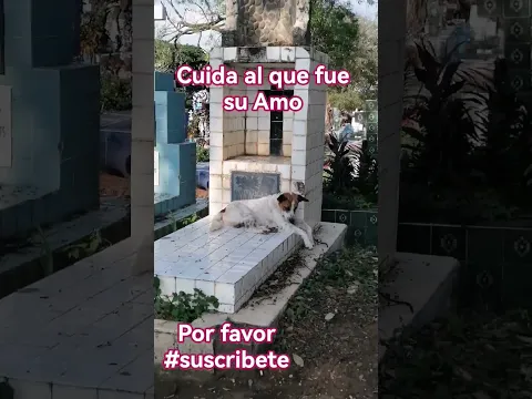 Perrito en el CEMENTERIO de Santa Ana #elsalvador