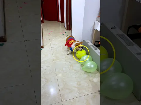 Doggo’s Balloon Challenge Gone Wrong 😂🐶 #shorts