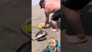Cobra marinha no Brasil?