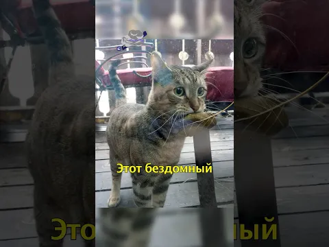 🐈Кот Пришел в Магазин с Листиком в Зубах☘️
