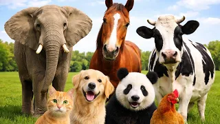 30 Cute Animal Sounds for Kids 🐱🐮 | Learn Animal Names and Sounds Monkey , Cat , cow #AnimalsForKids