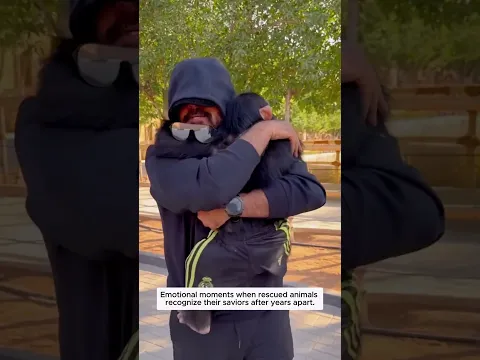 Emotional moments when rescued animals recognize their saviors after years apart.