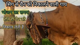 भोजन का समय होते चैन को निकाल लेती है यह गाय | sunehri Krishna ki gay |  #viralvideo