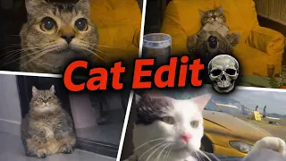 Ultimate Cat Edit Compilation | Top 5 🔥