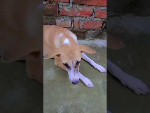 #funny #cute doggy mini😂😂😂😂😂