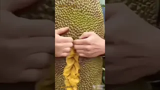 فاكهة الدوريان🔍