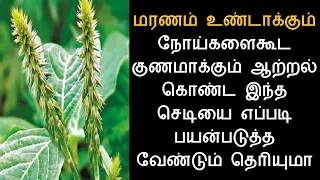 நாயுருவி மருத்துவ பயன்கள் | Achyranthes Aspera Herb Uses | Benefits | Nalamudan Vaazha