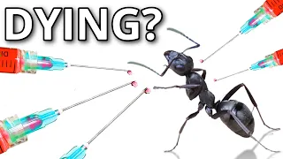I TRIED SAVING my DYING ANT COLONY!!