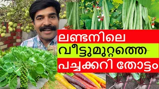 Vegetable garden at home | London