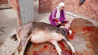 جبنا عجل الشقه الجديده🏡 وطيرنا رقبته 🐄🔪