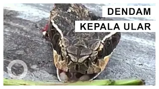 Tragis, Koki Digigit Kobra 20 Menit Setelah Memotong Kepalanya - TomoNews