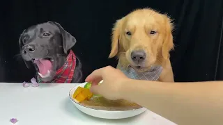 A Hot Day for Two Retriever Dogs. Cute Pet Debut Plan. Cute Pet Daily Record