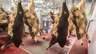 World Largest Cow Raising Processing Farm - Modern Pork Production Factory - Automatic Poultry Farm
