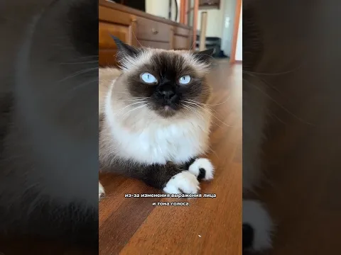Как кошки извиняются