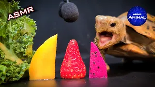 ASMR Mukbang Eating Food 🐢 Turtle Tortoise 132