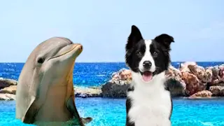 Dog and dolphin 🐶