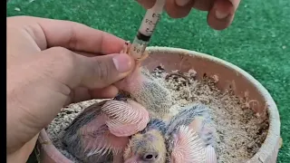 Pigeon Baby Breeding Update | New Born Chicks in My Loft!"