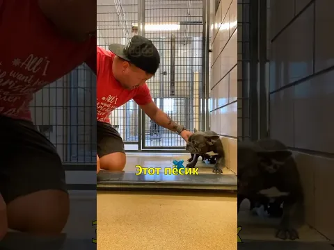 🐕Спасение Собачки в Приюте🥲
