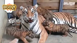 하나도 둘도 아닌 셋.. 도 아닌 넷..도 아닌 다섯이라네🙊 아기 호랑이 오둥이 탄생ㅣIt’s A Hit.. Birth Of Quintuplets Korean Tigers