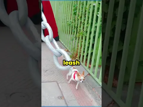 Don't Drop Your Dogs Leash 🐕