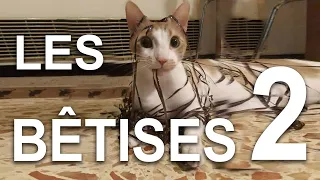 LES BÊTISES 2