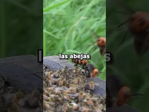 ¿Cómo Las Abejas Derrotan A Un Avispón Gigante? 🐝