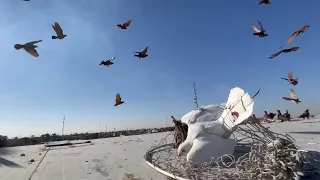 خبط طيور بل شرجي شوفو. شكد صدت