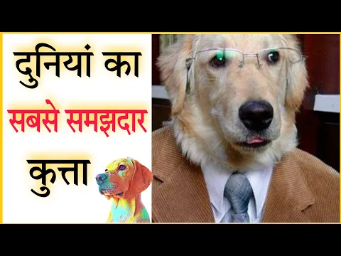 इतना समझदार कुत्ता आपने कहीं नहीं देखा होगा... | #shorts