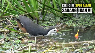 Percayalah!!! Mancing di rawa ini bikin kamu lupa segalanya #SG-215