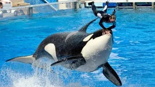 A Orca que traiu sua treinadora e chocou o mundo