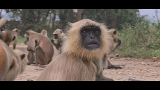 Very interesting video between Mangal and Monalisa in the langoor troops.