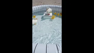 Pet Ducks in the Pool / Mochi & Yoshi