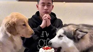 Never Celebrate Your Birthday With Dogs LIVE 🥹