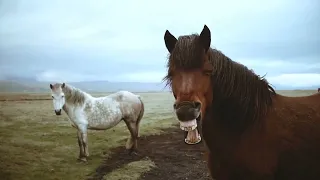 Horse new #animales