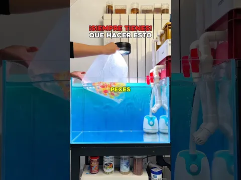 ¿Por qué meter los peces directamente al acuario es muy malo? 🐠 #curiosidades #animales #viral