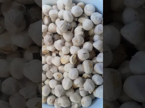 إستخراج زيت المورينجا من بذور المورينجا
