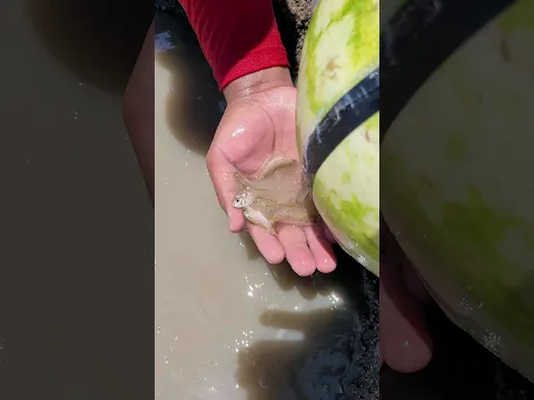 💀fishing using watermelon #shorts #fishing