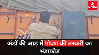 अंडों की आड़ में गौ"वंश की तस्करी का भंडाफोड़