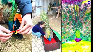 Wonderful Peacock life style