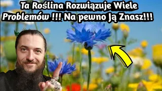 1591. Ta Roślina Rozwiązuje Wiele Problemów, Na Pewno Ją Znasz !!!