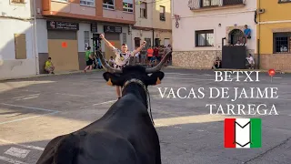 TARDE DE VACAS DE JAIME TARREGA EN CAMI REAL, BETXI