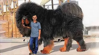 15 Most Expensive Dog in the World 🔥🔥 World Dengerous Dog in the World 🌍
