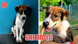 Stella - The 7 day miracle puppy transformation