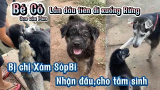 Xám SópBi lần đầu gặp bé Cỏ và những hành động hài hước.