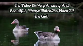 Amazing And Beautiful Video Of Birds#birds#nature