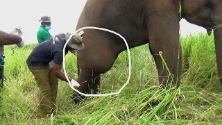 A Gunshot Left This Elephant’s Leg Swollen Like a Balloon – Watch the Surgical Miracle That Followed