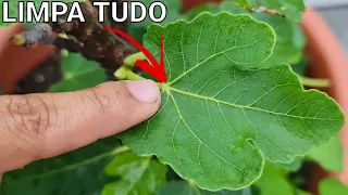 1 FOLHA DESSA AQUI LIMPA(gordura,anemia,diabete)