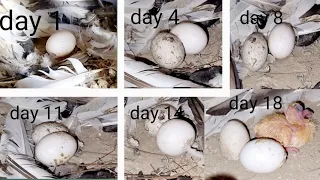 Kabootar Ke Ande Mein Se baby Pigeons Kitne Din Mein Nekalta hai day by day 18 days | Ismail Pigeons